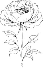 Elegant peony flower line drawing, black and white single line floral illustration, minimal botanical vector, clean outline on white background 8
