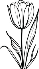Obraz premium Elegant tulip flower line art, single stroke minimalist drawing, black and white vector sketch, floral illustration 3