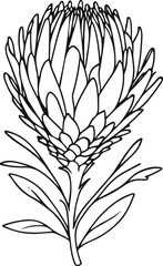 Minimalist line art of protea flower, bold exotic floral outline, black and white botanical drawing, clean and modern vector style 1