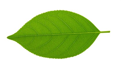 Obraz premium Single, vibrant green leaf isolated on white background, exhibiting detailed venation and serrated edges