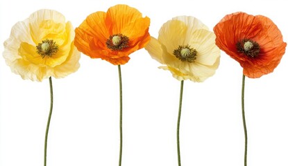 Obraz premium Vibrant Poppy Flowers in Various Colors Displayed on a White Background with Delicate Petals and Thin Stems