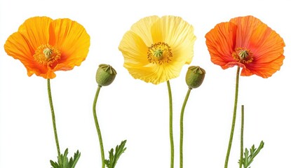 Naklejka premium Vibrant Blooming Poppies in Yellow, Orange, and Red with Buds Isolated on White Background