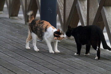 あいさつする猫