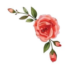 Obraz premium watercolor pink rose isolated