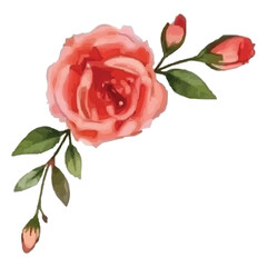 watercolor pink rose isolated