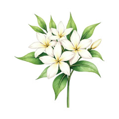 watercolor jasmine flower bouquet