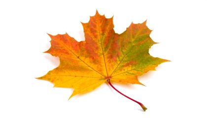 Obraz premium Isolated colorful maple leaf showcasing autumn hues on pristine white backdrop
