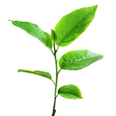 Obraz premium Close-up of a vibrant green young plant sprout