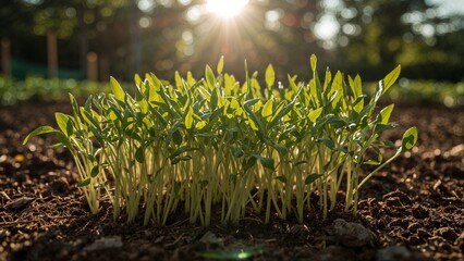 Close up view of young green sprouts growing in dark soil under the bright sunlight in the garden area