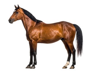 Obraz premium Majestic chestnut horse standing tall with a pristine white background, showcasing animal beauty