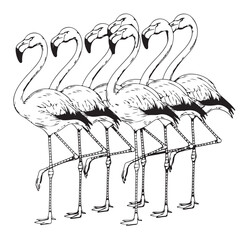 vector illustration of birds 