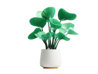 Green pleated fan plant in white pot isolated on a transparent background indoor