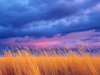 golden grass field under dramatic twilight sky landscape nature