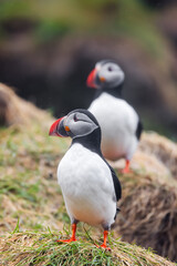 Cute Atlantic Puffin birds at Borgarfjaroarhofn in Iceland, northern sea shore.