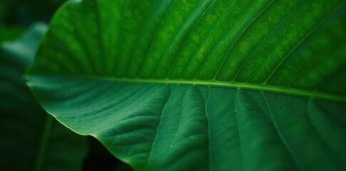 Close-up of a large tropical leaf showing intricate vein detail and deep green tones , tropical background, plant, texture