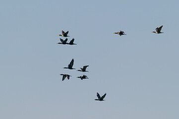 Double Crested Cormorants in Flight at Pointe Pelee National Park, near Leamington, Ontario, Canada.