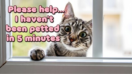 Cat begging for pets through a window with a funny plea