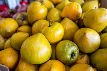 Canistel (Eggfruit) on Farm in Key West