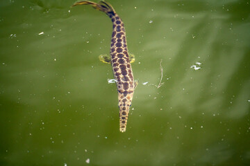 Spotted Gar Swimming Underwater in Everglades National Park