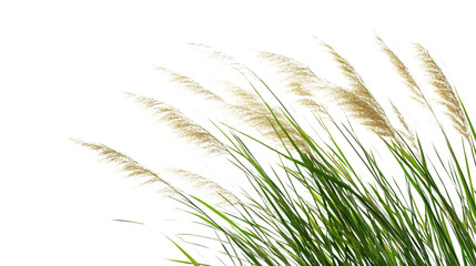 Fototapeta premium pampas grass plumes isolated on transparent background
