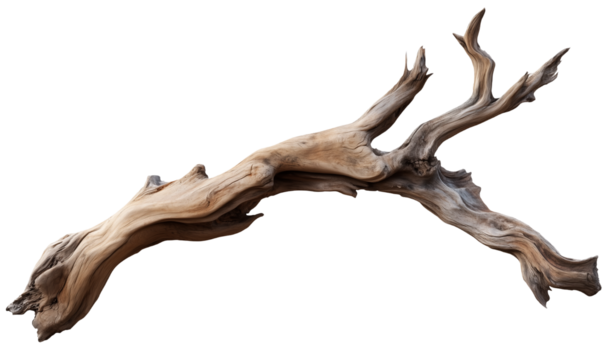 Dry driftwood branch with curved shape