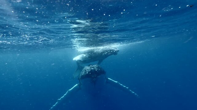 A humpback whale and her calf glide peacefully just below the ocean&rsquo;s surface. This underwater video captures a tender moment between the gentle giants in their natural blue habitat.