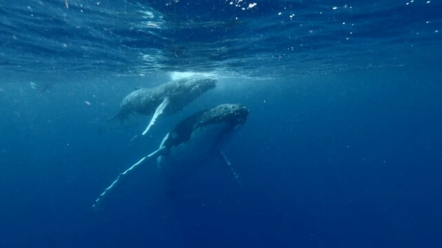 A humpback whale and her calf glide peacefully just below the ocean&rsquo;s surface. This underwater video captures a tender moment between the gentle giants in their natural blue habitat.