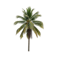 Obraz premium palm tree isolated on white Cut out the background