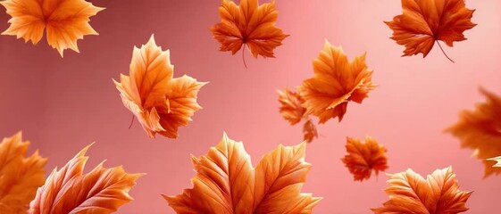 Autumn Leaves in Gentle Descent: A visual feast of autumn, with golden maple leaves gracefully descending against a soft, inviting backdrop. A poetic celebration of the season's change.