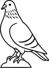 vector illustration of a dove, isolated on white