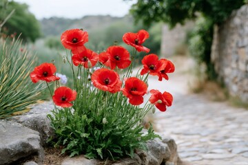 Obraz premium Red poppies growing near stone wall in picturesque village
