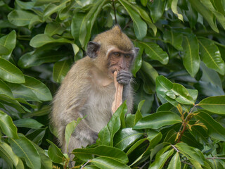 Macaque monkey endangered endemic species of Mauritius eating leaf in natural environment 
