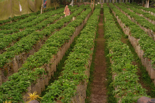 woman and toddler picking strawberries in strawberry garden. Strawberry plantation, agriculture. Organic strawberry plant growing in greenhouse.
 - Powered by Adobe