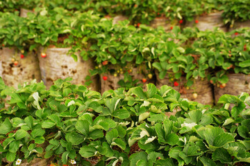 Strawberry field with plants before harves, Strawberry plants are ready for harvest. Field of...