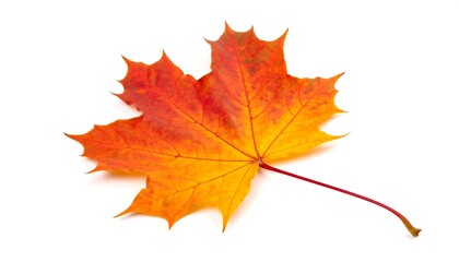 Obraz premium Vibrant autumn maple leaf isolated against clean backdrop displaying seasonal chromaticity and