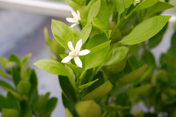 Bunga lemon di pohon dengan latar belakang daun buah lemon. The delicate petals invite pollinators while nature comes alive all around. Beautiful lemon blossoms on the branches of a lemon tree.