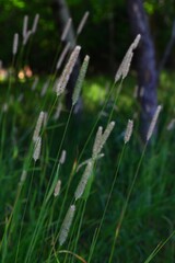 Tall wild grass with seed heads in forest clearing 