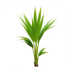 Obraz premium Palm sprout isolated on white background for botanical illustration, garden design.