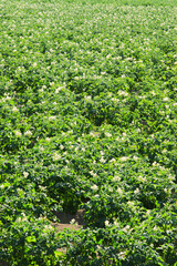 potato plants blooming