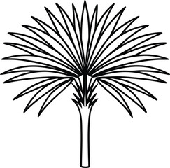 Botanical style line art of european fan palm detailed tropical foliage vector illustration, European fan palm botanical line art, Tropical palm tree sketch, Elegant botanical palm vector drawing

