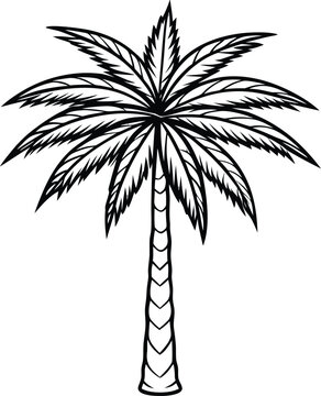 Delicate botanical line drawing of bacaba palm tree fine detailed tropical foliage vector illustration, Bacaba palm botanical line art, Tropical palm tree sketch, Elegant botanical palm vector drawing