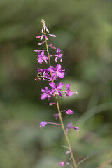 Bee on fireweed in Alaska