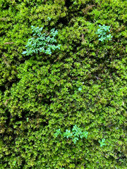 Green moss and small verdant tree background on the brick fence in rainy season