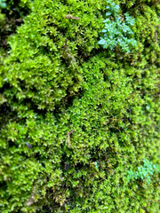 Green moss and small verdant tree background on the brick fence in rainy season