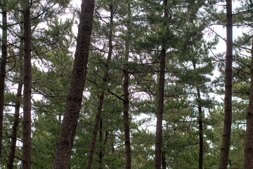 Tree - Jumunjin, Gangwon-do, South Korea (4)