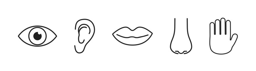 Illustration of human senses, including sensory perception, ear, eye, nose, tongue, hand, mouth, taste, smell, touch, and vision, with anatomy and health icons on a transparent background.