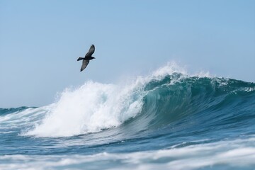 surfing on the waves