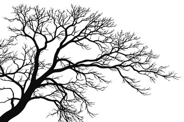 Winter tree branches silhouette on white.