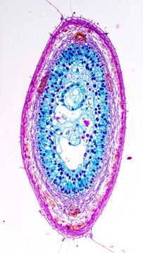 Cross-section of a plant stem (1)