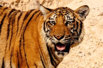 Bengal Tiger Staring 